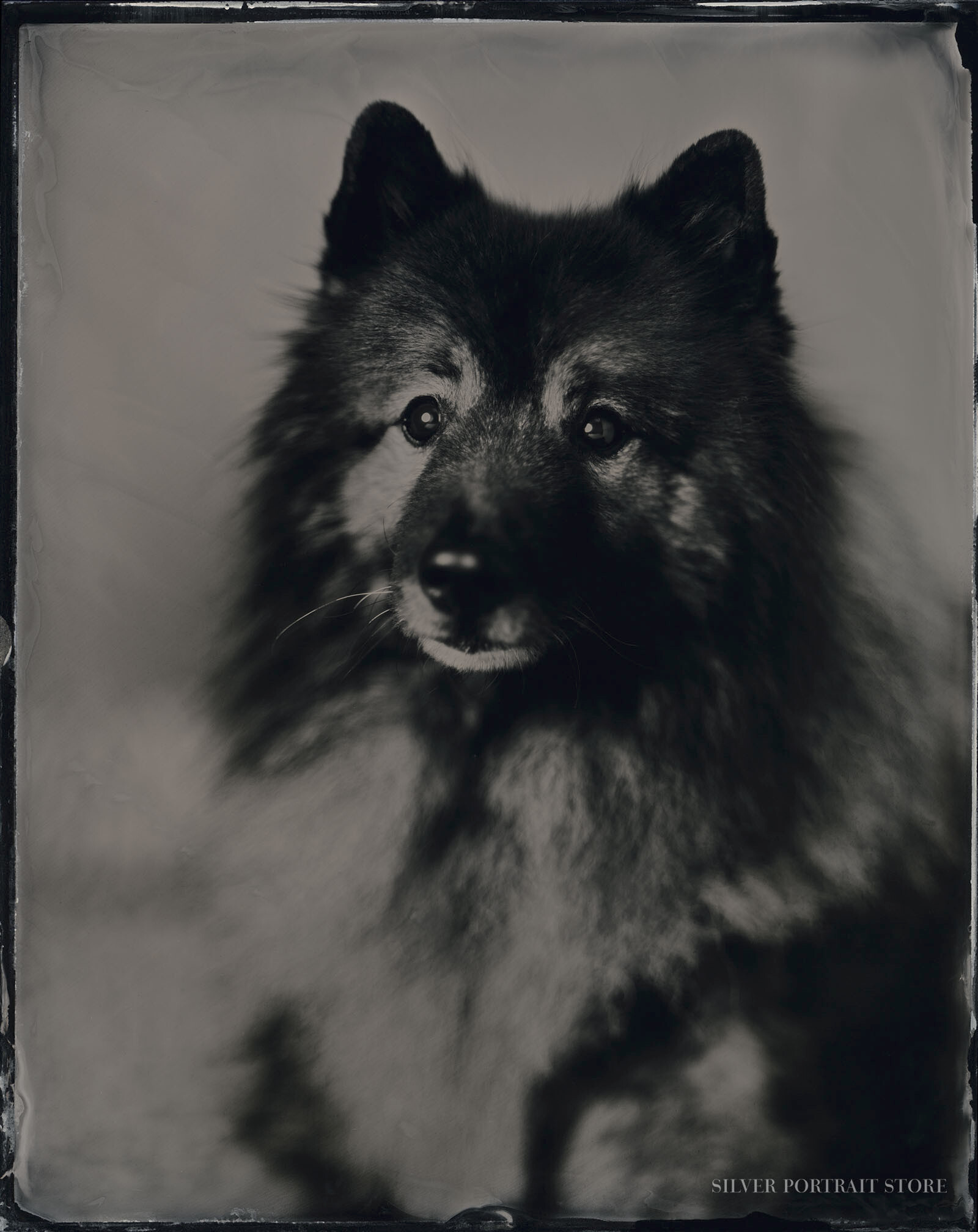 Kasper-Silver Portrait Store-Scan from Wet plate collodion-Tintype 20 x 25 cm.