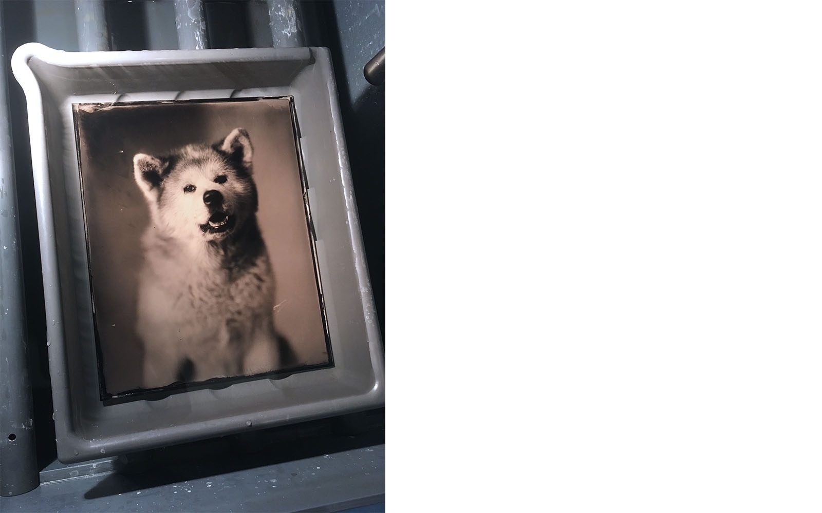 Kiko 2-Silver Portrait Store-Wet plate collodion-Black glass Ambrotype 20 x 25 cm