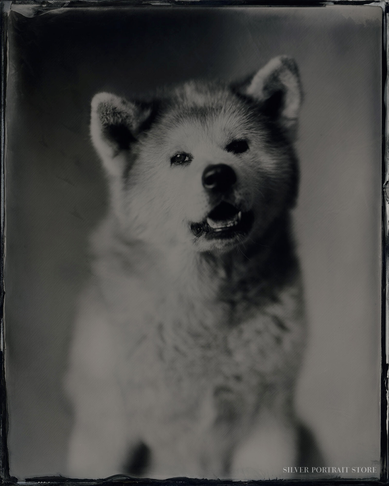 Kiko-Silver Portrait Store-scan from Wet plate collodion-Black glass Ambrotype 20 x 25 cm.